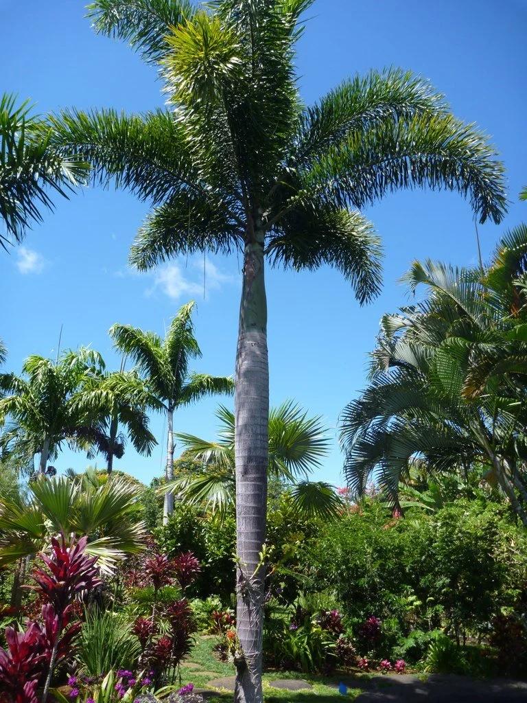 Foxtail Palm
